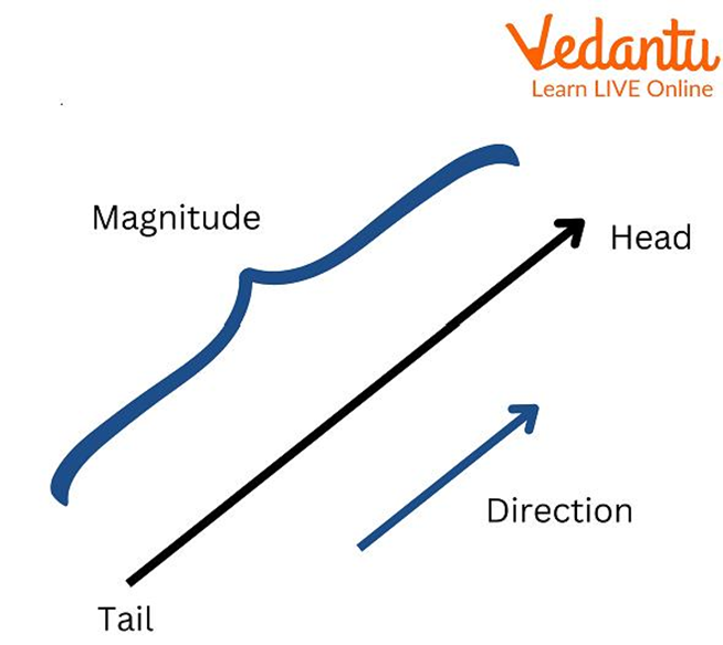 Scalar and Vector